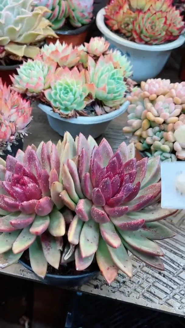 【闪购商品】13051