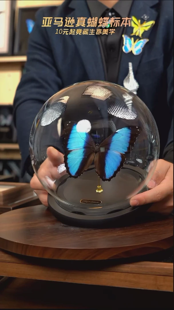 蝴蝶标本摆件竞拍梦幻玻璃球款g232
