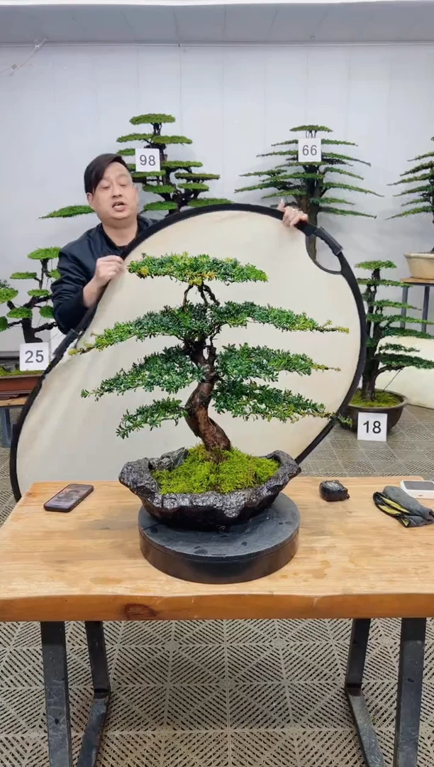 无花朵造型盆景一物一拍