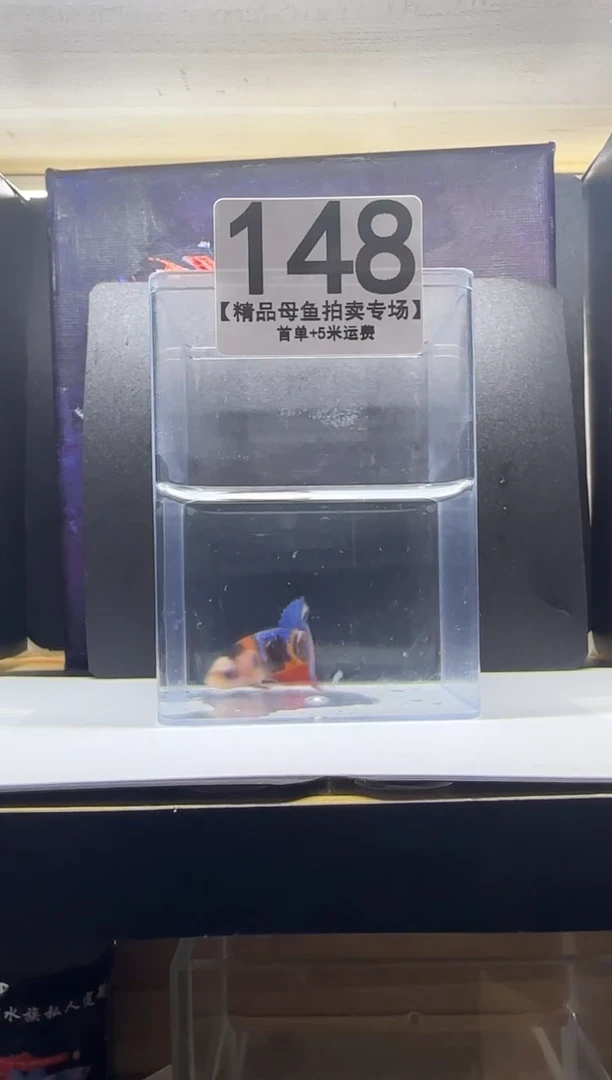 斗鱼母鱼编号：148