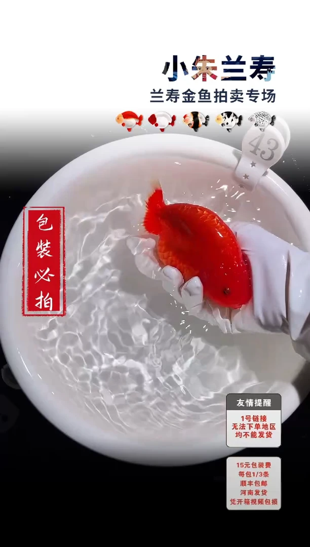 金鱼包装必拍未拍顺丰到付43号