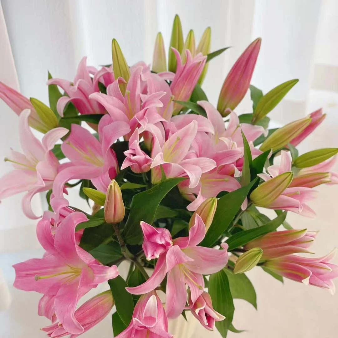 【葡璞花园】星光香水粉百合多投3枝（10-15个花苞）