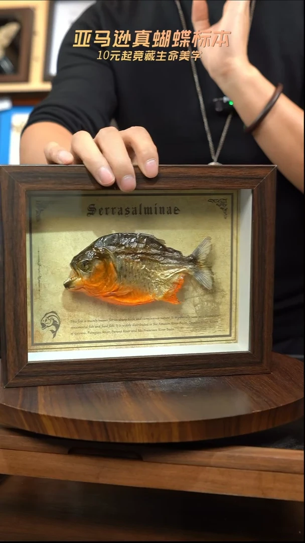亚马逊小鱼干标本摆件