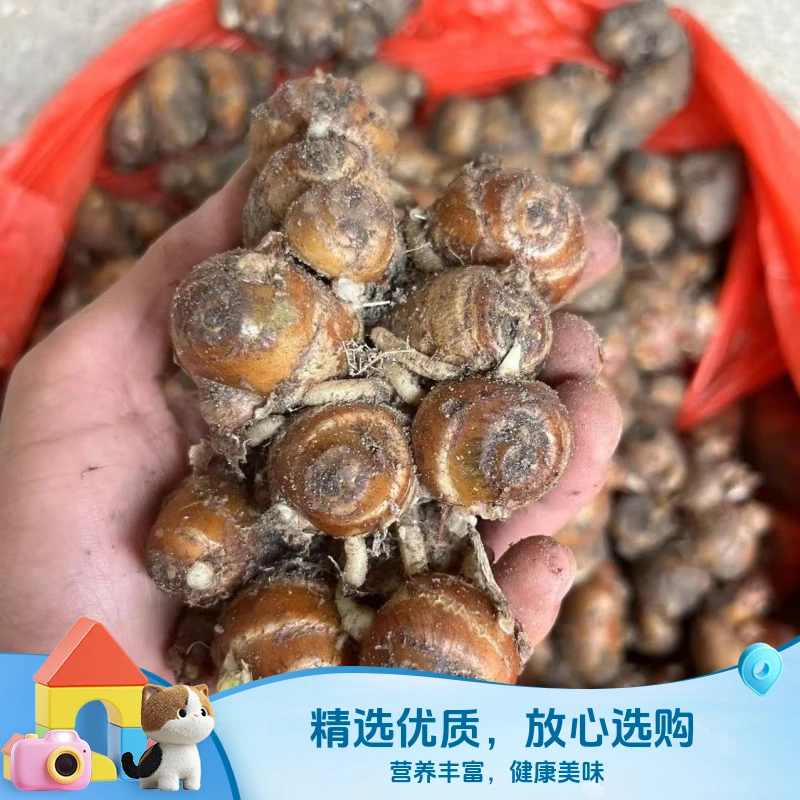 沙姜新鲜批发现挖广东滘特产山奈白切鸡椰子鸡配料老姜广东沙姜