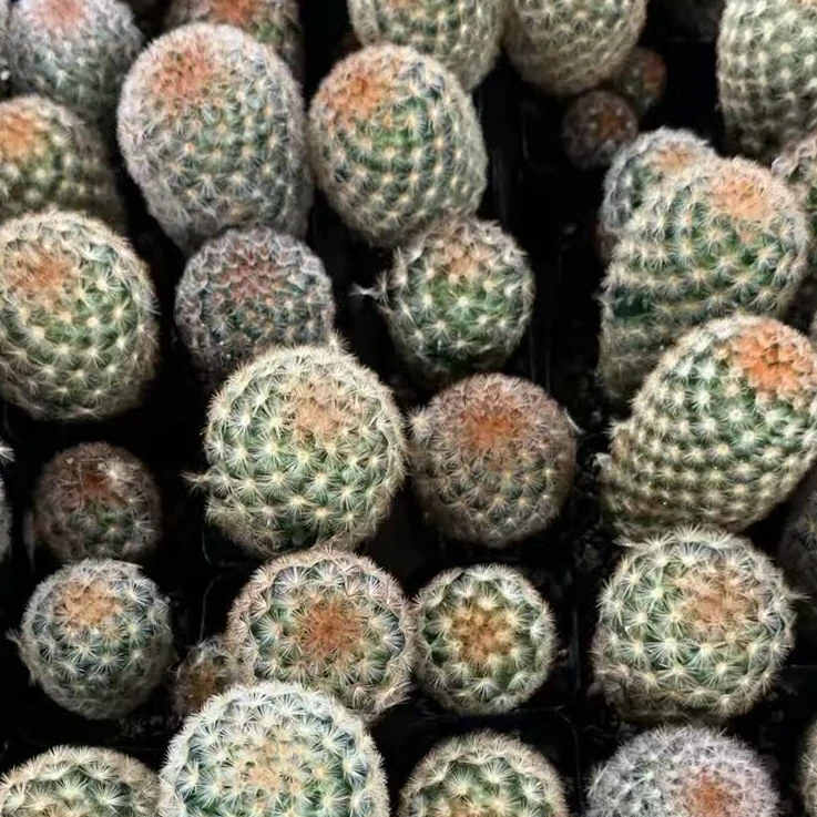 满十八元包邮【黄嘉文丸】