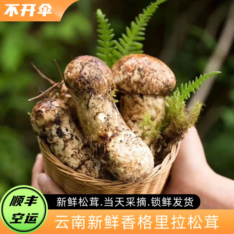 云南新鲜香格里拉松茸煲汤炭烤蒸蛋炖煮食材松茸顺丰空运包邮