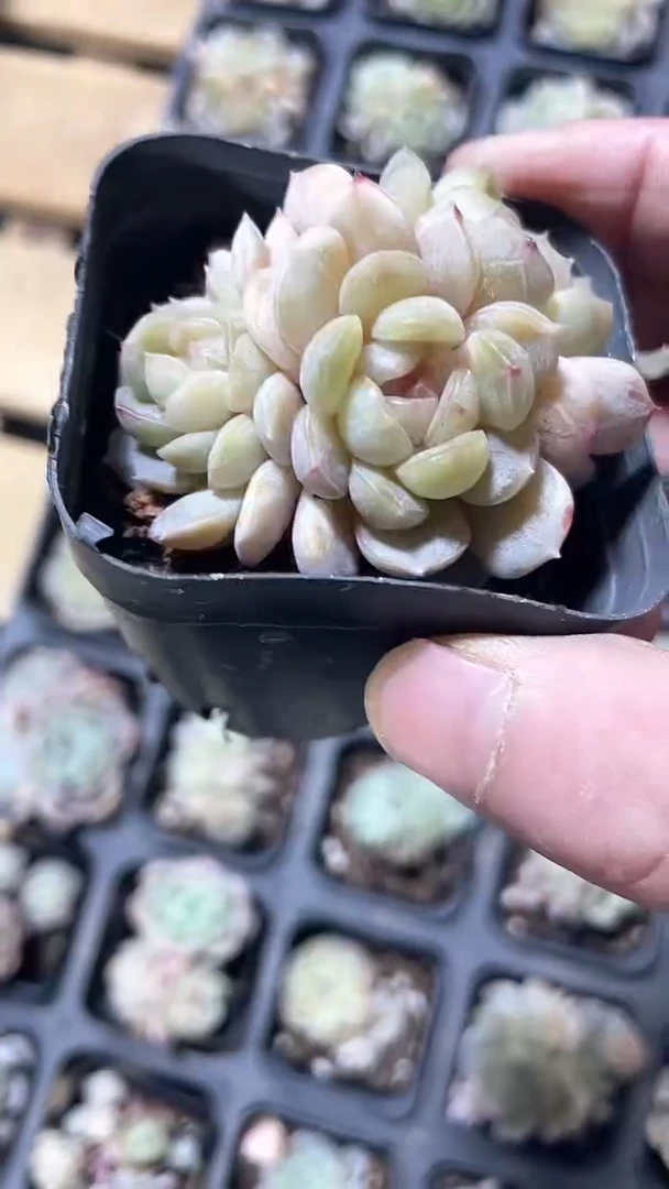 【闪购商品】65盆白恋群生多肉