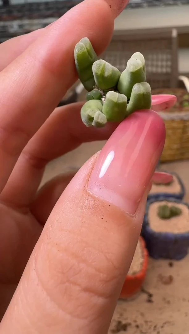 7-332多肉植物肉锥