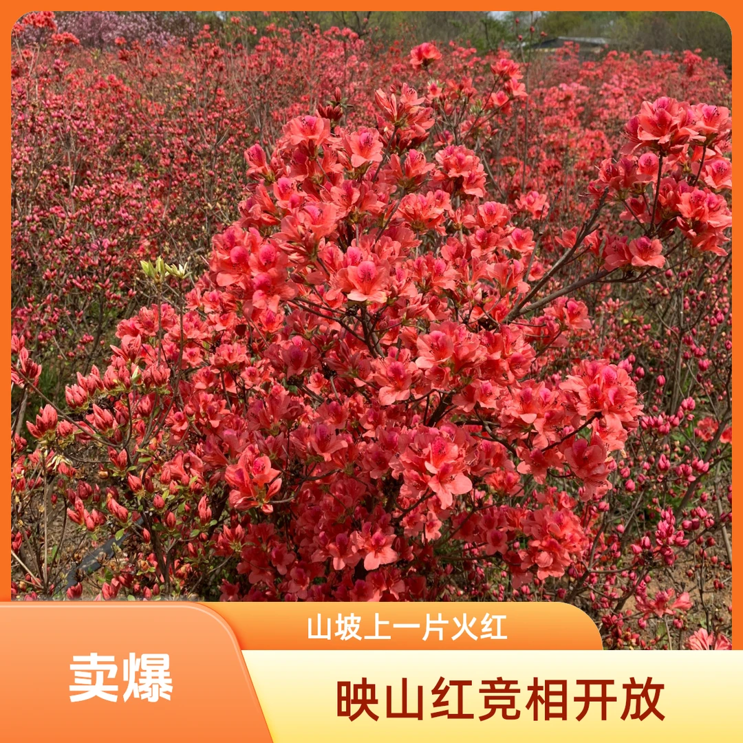 杜鹃花映山红小苗 映山红地栽苗 映山红花卉【盛花期不保花】