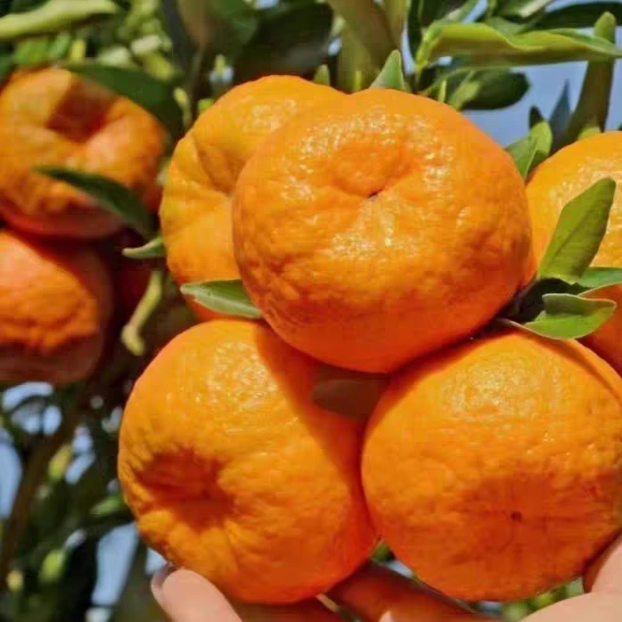 正宗重庆奉节四川椪柑新鲜多汁甘甜薄皮橘子孕妇水果当季现摘
