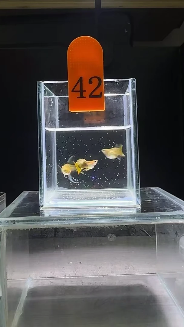 孔雀鱼黄龙球C体编号42