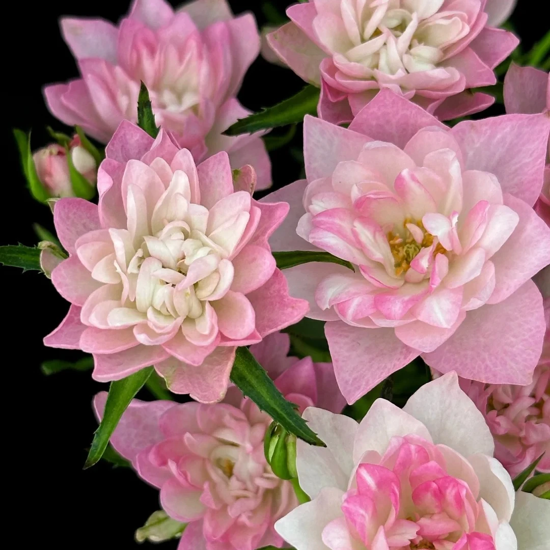 【天和繁星棒棒糖】1加仑原盆原土带花苞发货