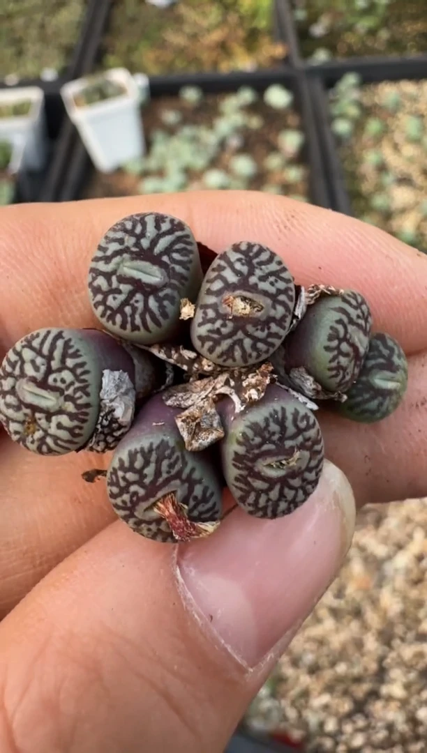 【闪购商品】17-153