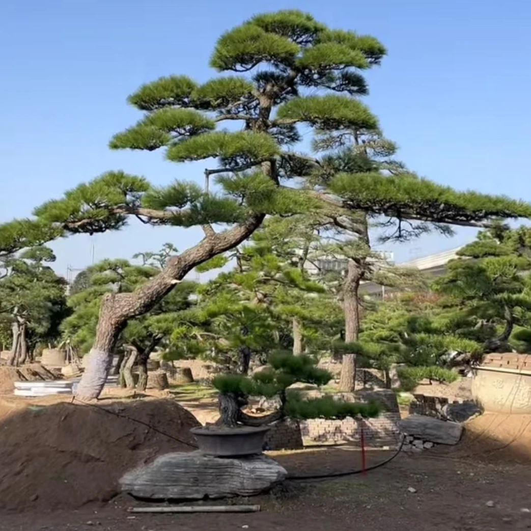 直播专用 商品以直播间实物为准 黑松油松赤松 景观盆景 一物一拍