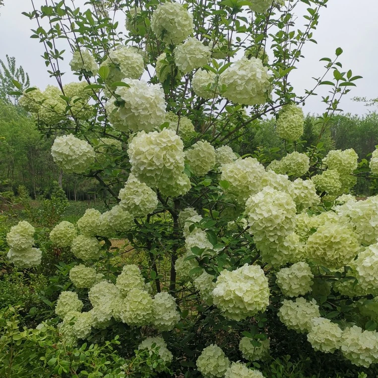 中华木绣球大花斗球耐寒耐热庭院阳台花卉
