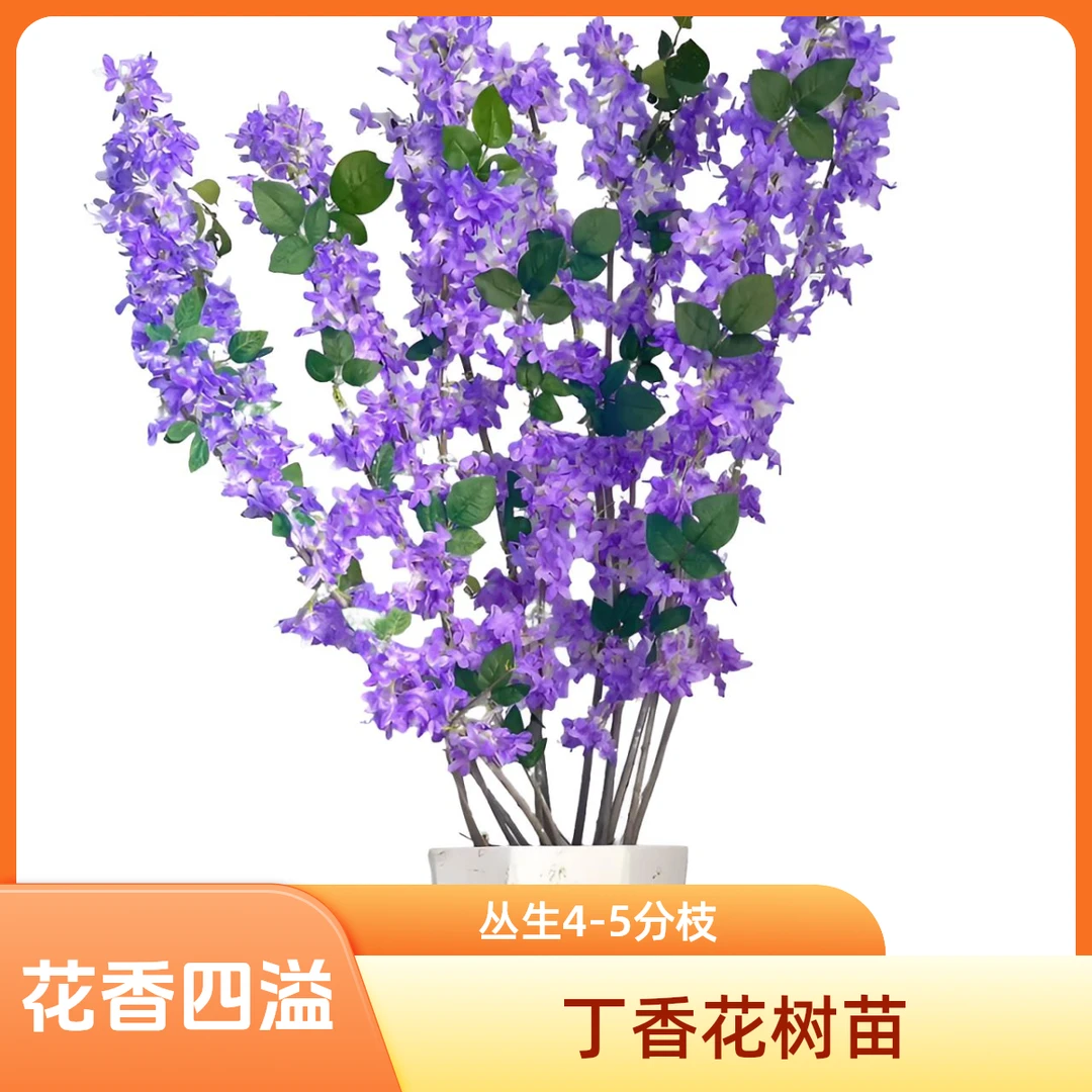紫丁香花树苗多季开花浓香型庭院南北方种植盆栽室外耐寒花卉植物
