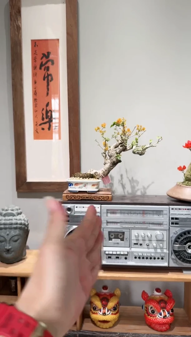 【闪购商品】盆景加州黄金