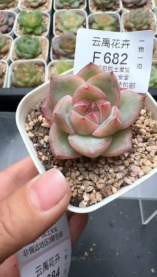 682F云禹多肉植物 默认脱土纸巾打包 3颗包邮