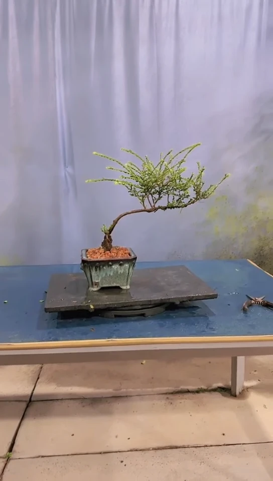 无花朵山格木山格木山格木山格木山格木