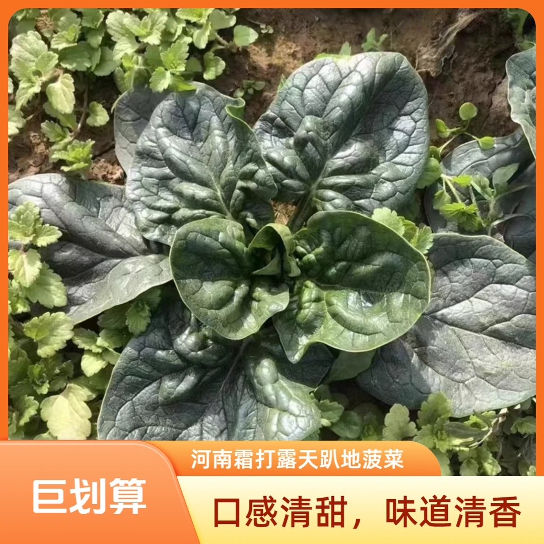 河南农家露天种植霜打红根趴地菠菜火锅涮菜