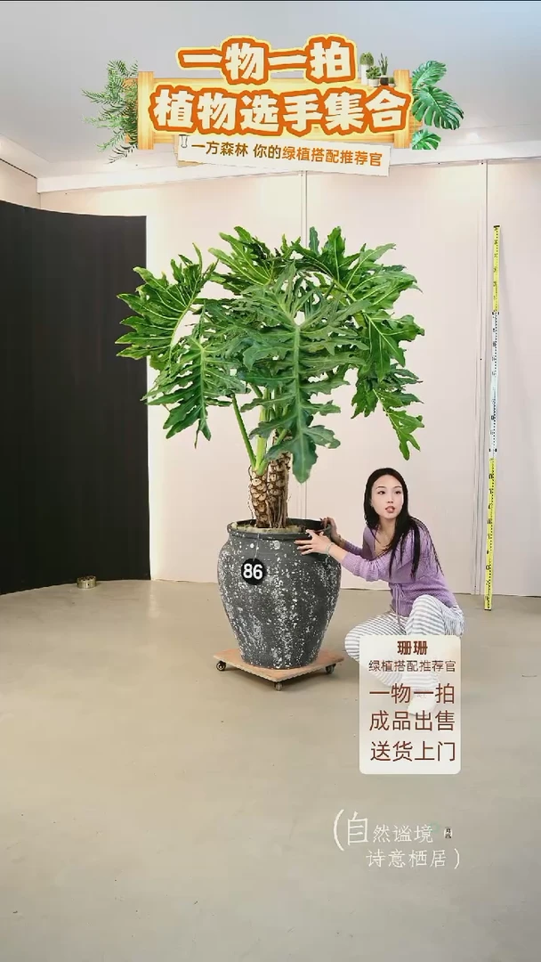 无花朵吴****身大老桩龙鳞春羽连盆种好栽好一整套送货上门