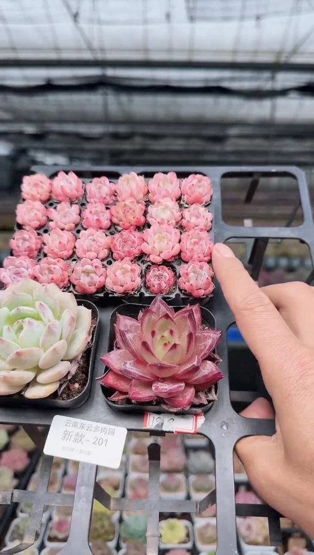 东云多肉园新款-201