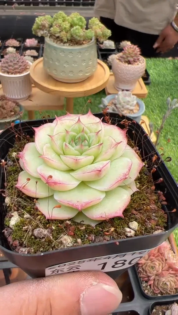东云多肉园二店-180