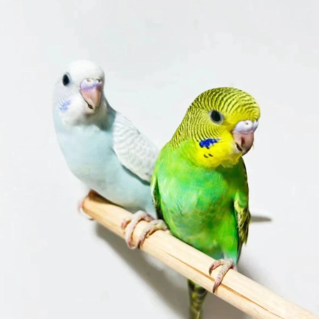 鸟笼2只鹦鹉乖巧又粘人到家能上手YJ