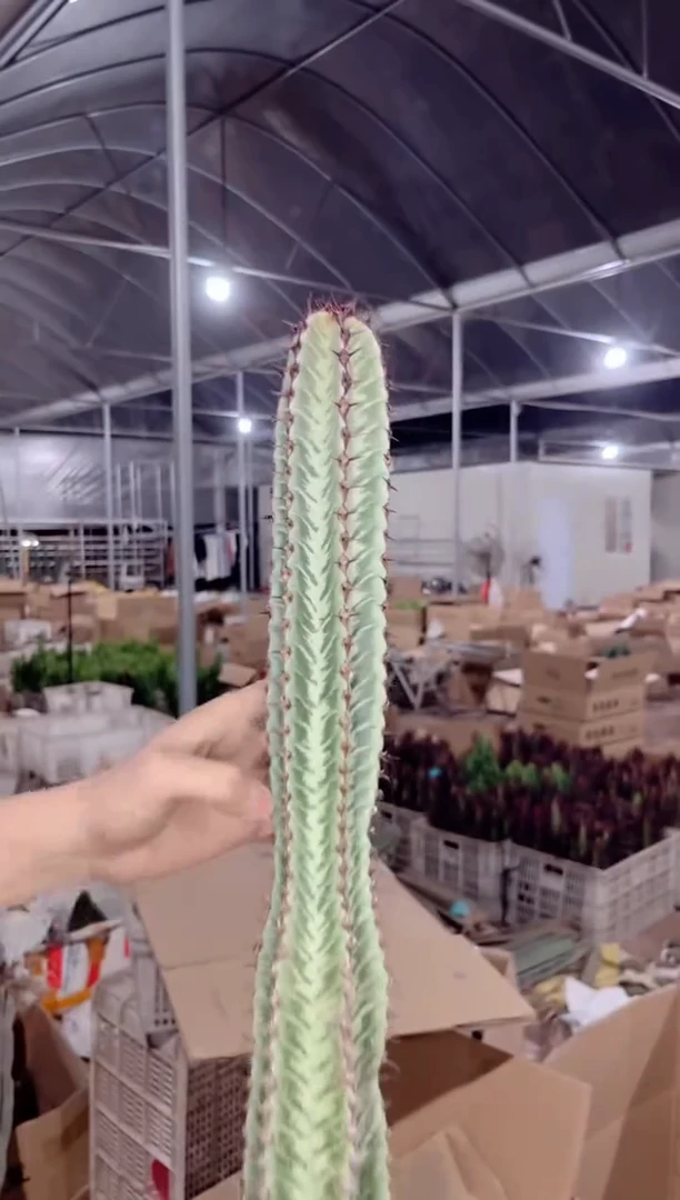 【闪购商品】高50cm 斑马柱【带根】