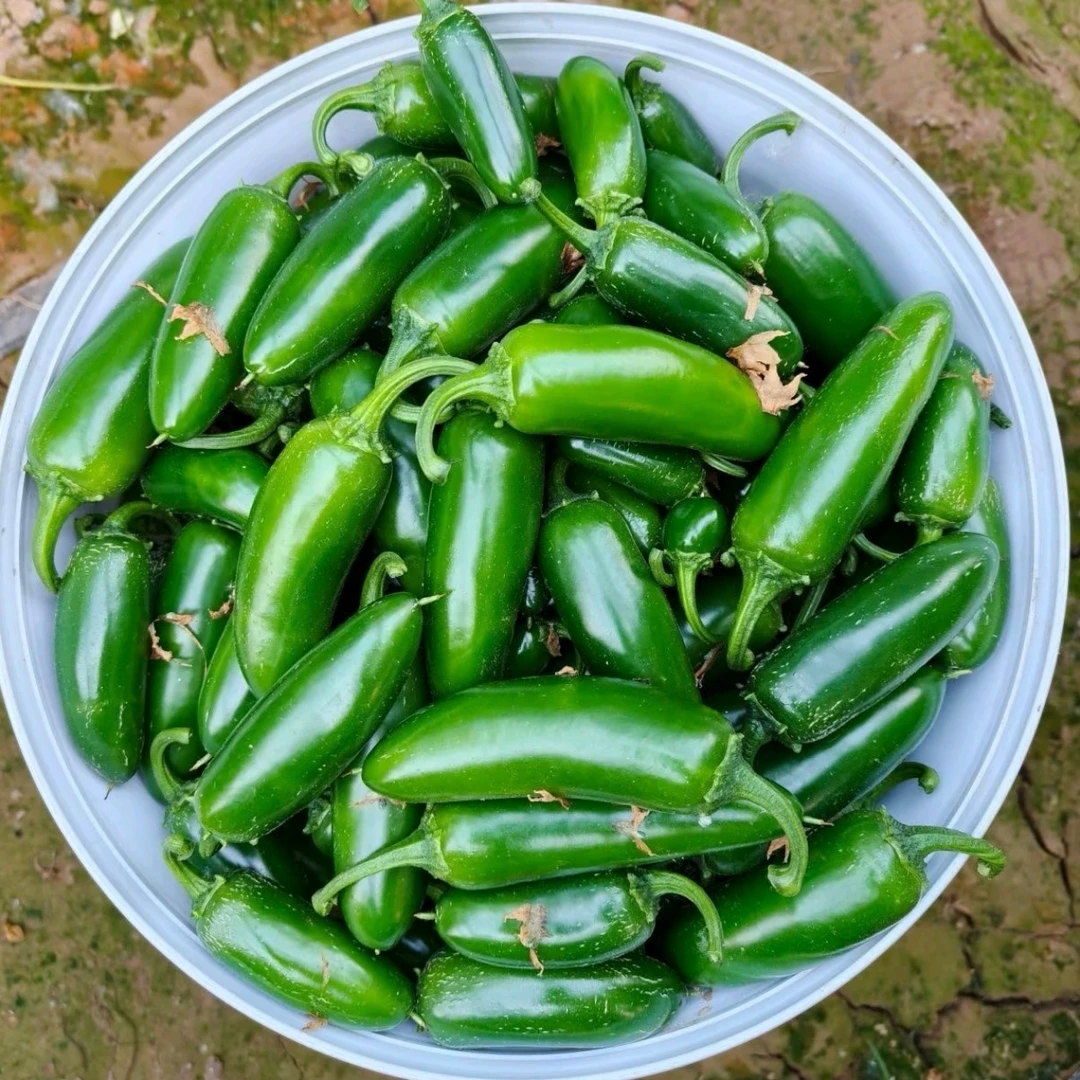 黑龙江泡椒（港椒）（5斤）混等发货