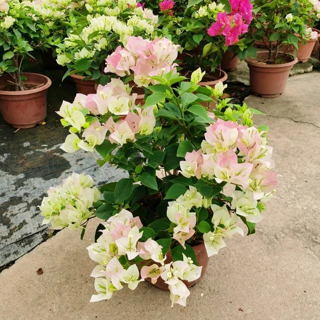 三角梅一物一拍，介意运输途中落花落叶光杆轻微折枝勿拍