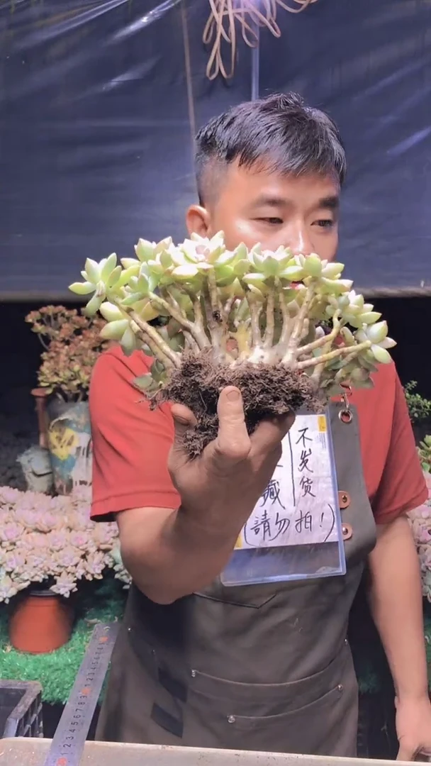 206淡雪缀化一物一拍