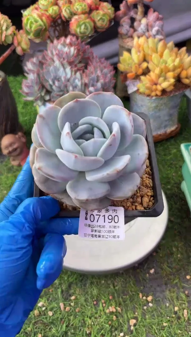 昆明印象多肉07190