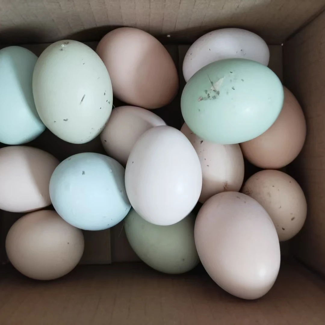 【甘南县笨鸡蛋】散养东北农村土鸡蛋笨鸡蛋30枚