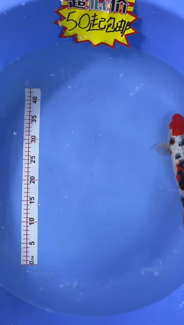 锦鲤活体二号链接