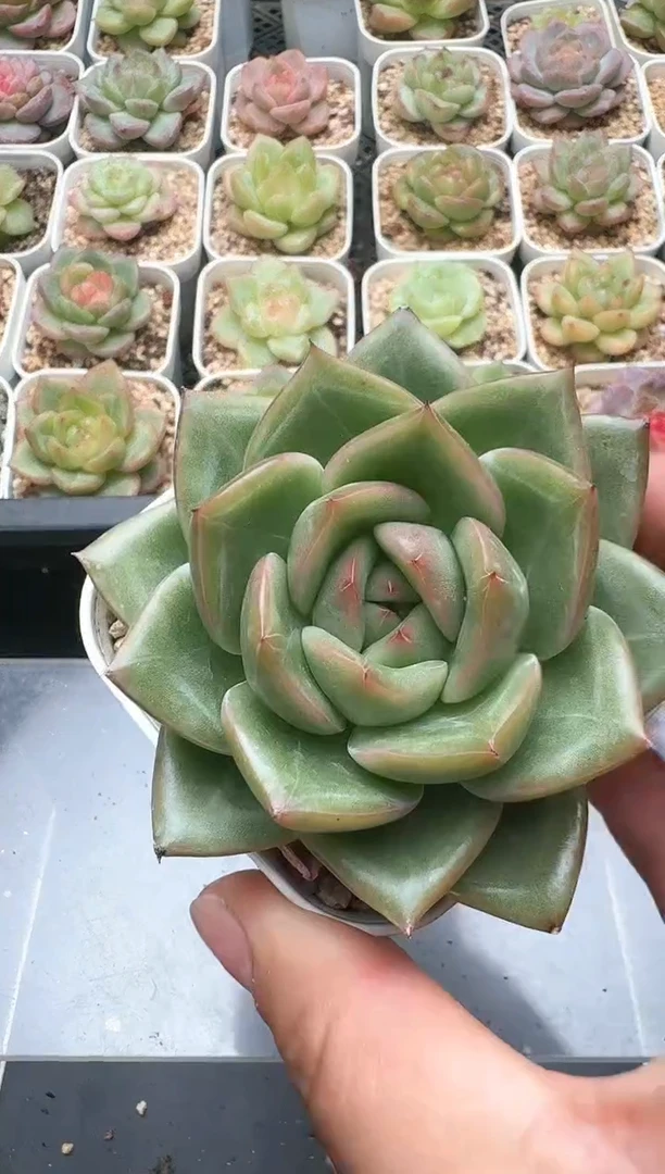 983C云禹多肉植物 带盆土纸巾打包 3颗包邮