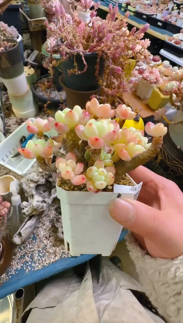 【闪购商品】春—200—仙农(罗琦）