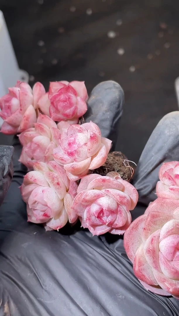 17-98 桃枝片雪群3-4厘米不包整散量拍发一颗