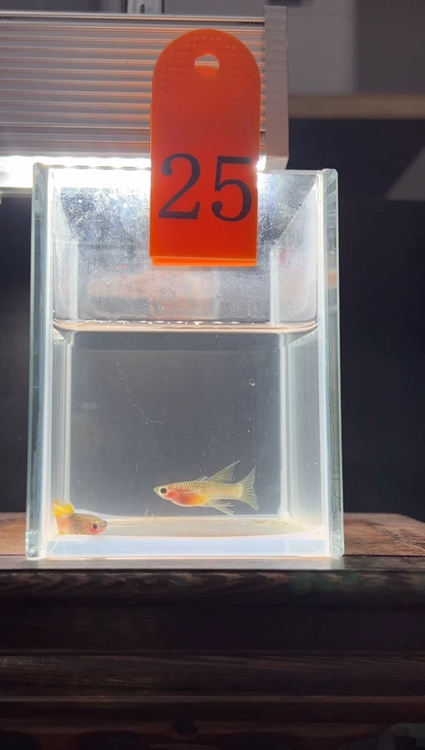 孔雀鱼粉猫c孔雀鱼25