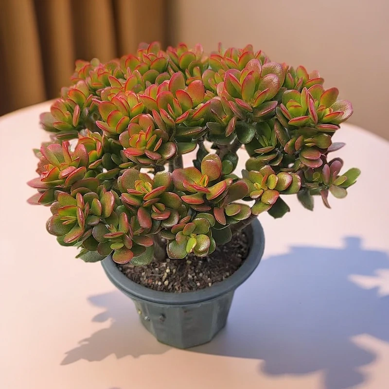 【大红叶玉树/元宝树/发财树/摇钱树/姬红花月】 多肉盆栽绿植 脱土