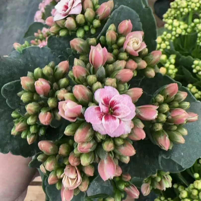 【粉雪山110盆】粉紫猫眼一代种苗长寿 新手入门 室内懒人花盆栽