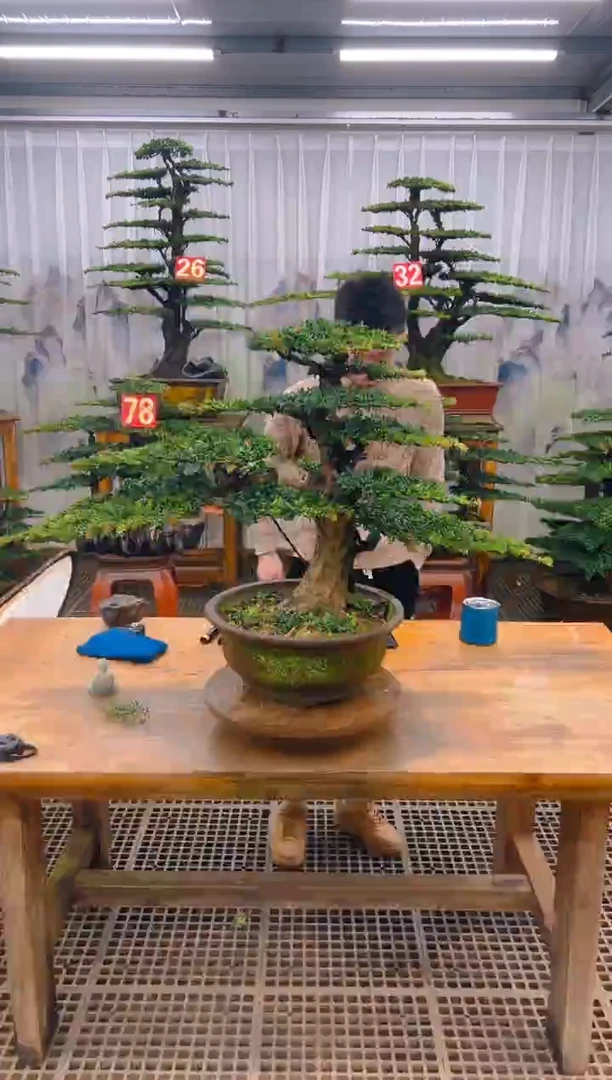 无花朵精品盆景直播间一物一拍