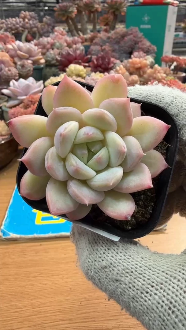 东云多肉园三店-89