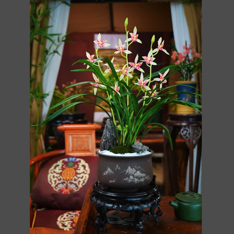 建兰 带花苞【庄周梦蝶】做好造景配大肚紫砂花盆种好 室内好养兰花