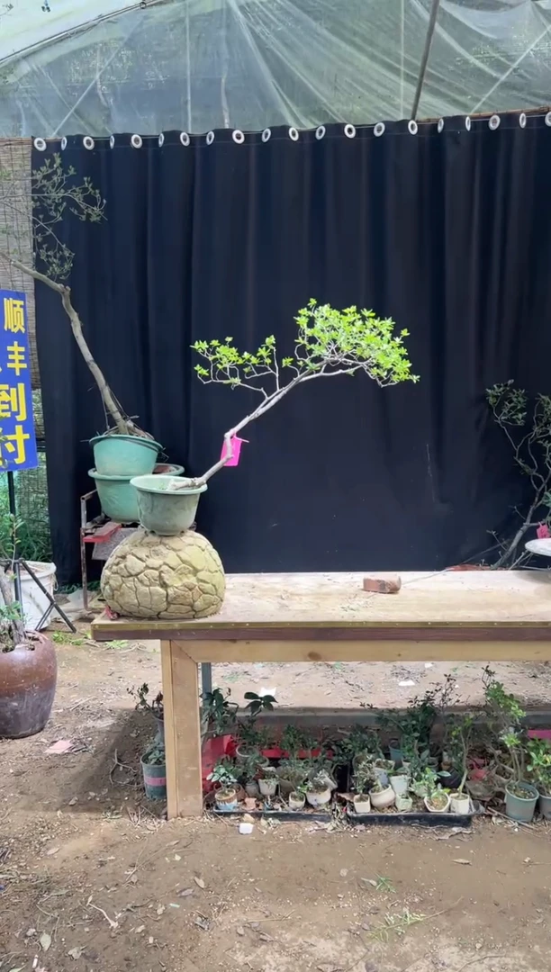 当前无花朵，栽培后可花朵孔*震海岛栀子花