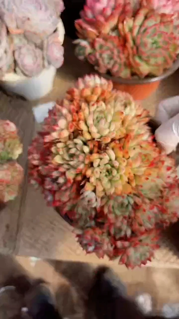 【闪购商品】18274