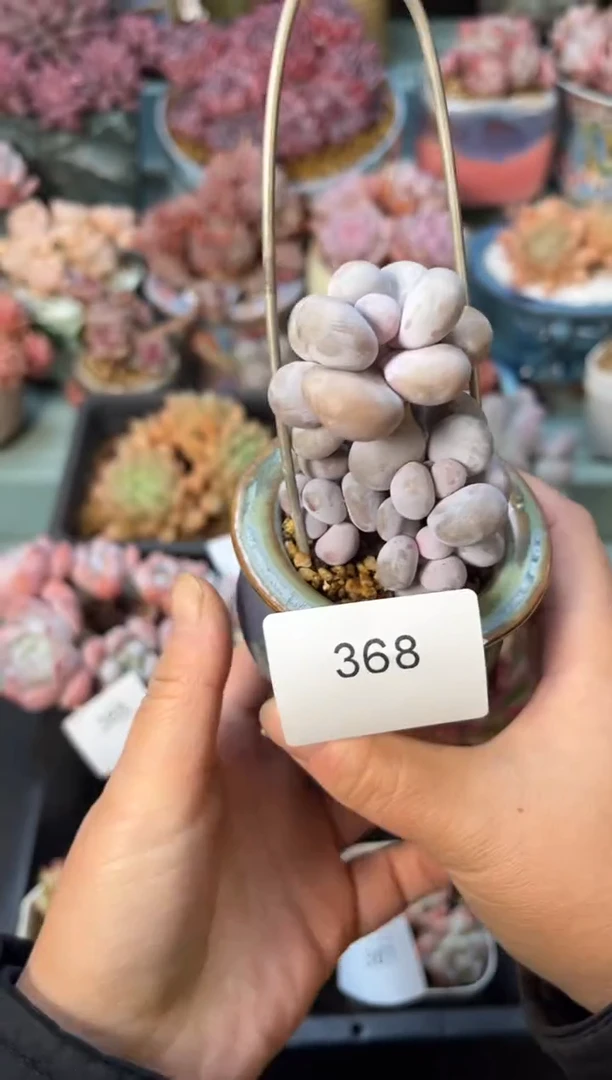 日***?368群生小奶酪多肉