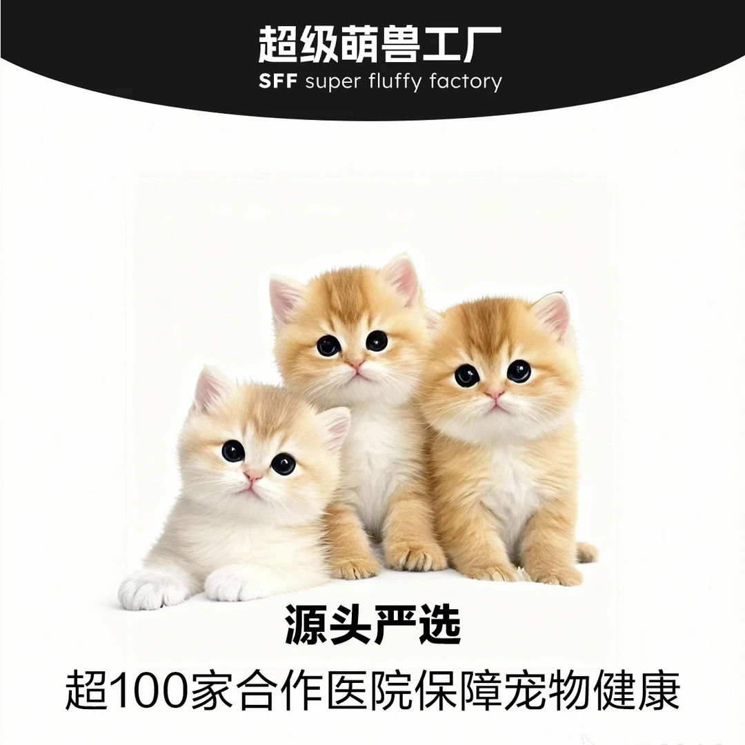 活体猫咪直播间下单全国可达次日发