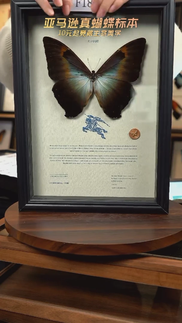 蝴蝶标本摆件竞拍f181