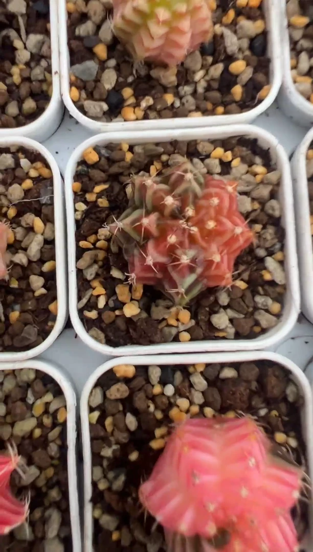 833好看米哈的冲冲冲